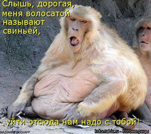 Котоматрица: Слышь, дорогая,  меня волосатой называют свиньёй, уйти отсюда нам надо с тобой!