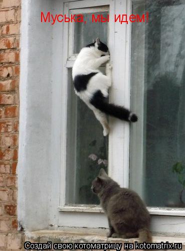 Котоматрица: Муська, мы идем!