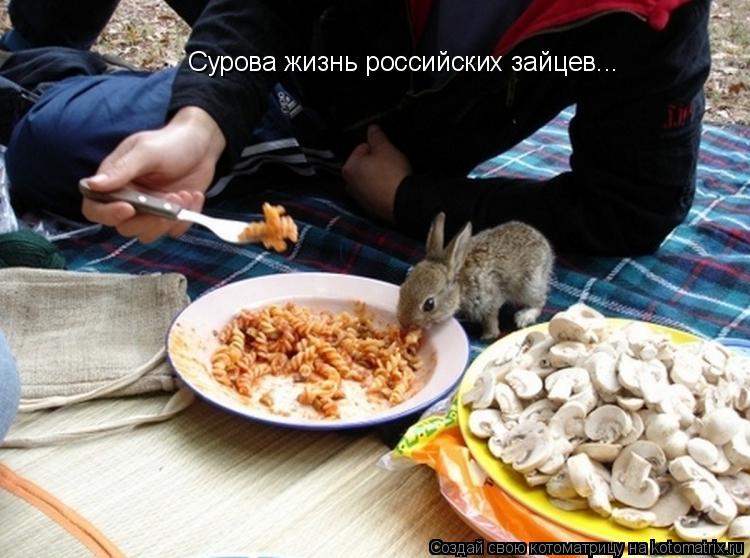 Котоматрица: Сурова жизнь российских зайцев...
