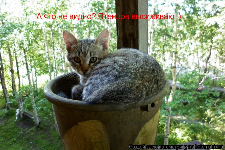 Котоматрица: А что не видно? Птенцов высиживаю :)
