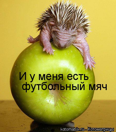 Котоматрица: И у меня есть  футбольный мяч