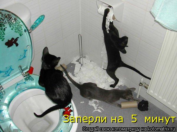 Котоматрица: Заперли на  5  минут!