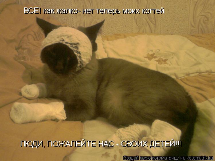Котоматрица: ВСЕ! как жалко- нет теперь моих когтей ЛЮДИ, ПОЖАЛЕЙТЕ НАС - СВОИХ ДЕТЕЙ!!!