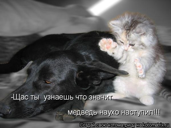 Котоматрица: -Щас ты  узнаешь что значит медведь наухо наступил!!!