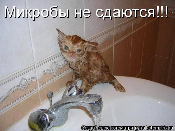Микробы не сдаются!!!... Котоматрица: Микробы не сдаются!!!