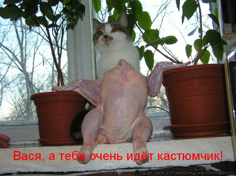 Вася, а тебе очень идёт кастюмчик!... Котоматрица: Вася, а тебе очень идёт кастюмчик!