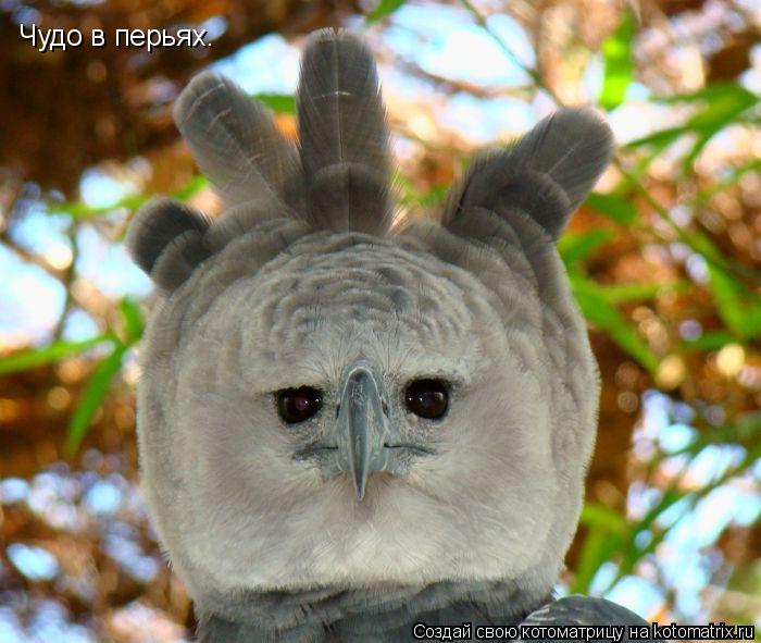 Чудо в перьях.... Котоматрица: Чудо в перьях.