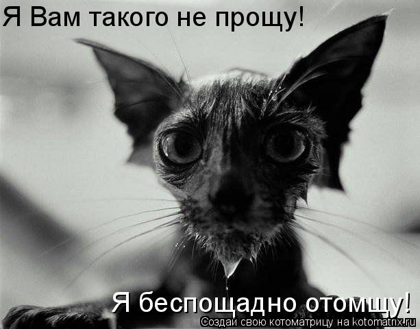 Я Вам такого не прощу! Я беспощадно отомщу!... Котоматрица: Я Вам такого не прощу! Я беспощадно отомщу!