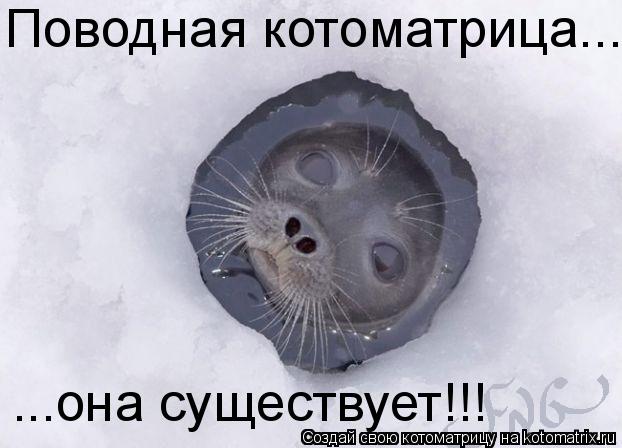 Поводная котоматрица... ...она существует!!!... Котоматрица: Поводная котоматрица... ...она существует!!!