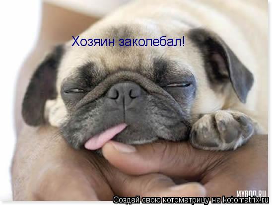 Хозяин заколебал!... Котоматрица: Хозяин заколебал!