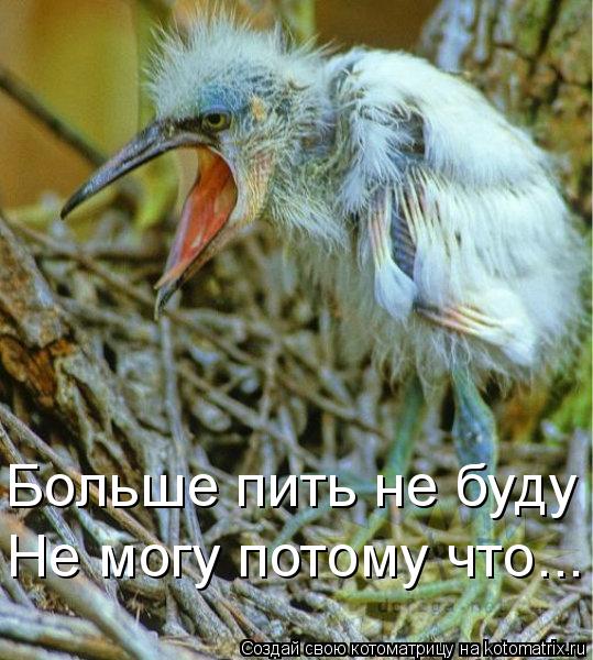 Котоматрица: Больше пить не буду Не могу потому что...