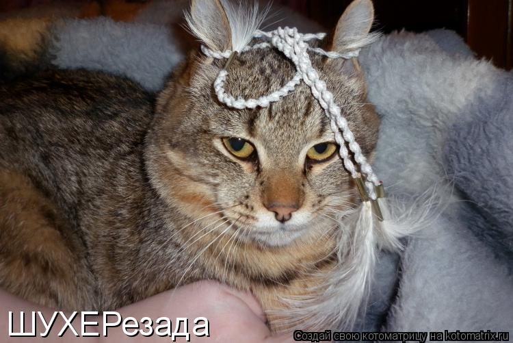 Котоматрица: ШУХЕРезада