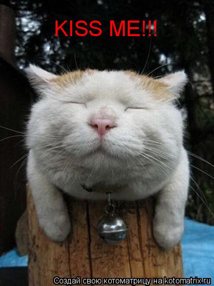 Котоматрица: KISS ME!!!