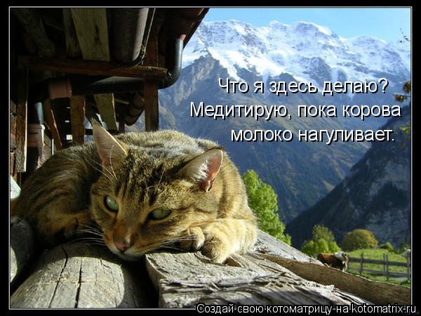 Котоматрица: Что я здесь делаю? Медитирую, пока корова  молоко нагуливает.