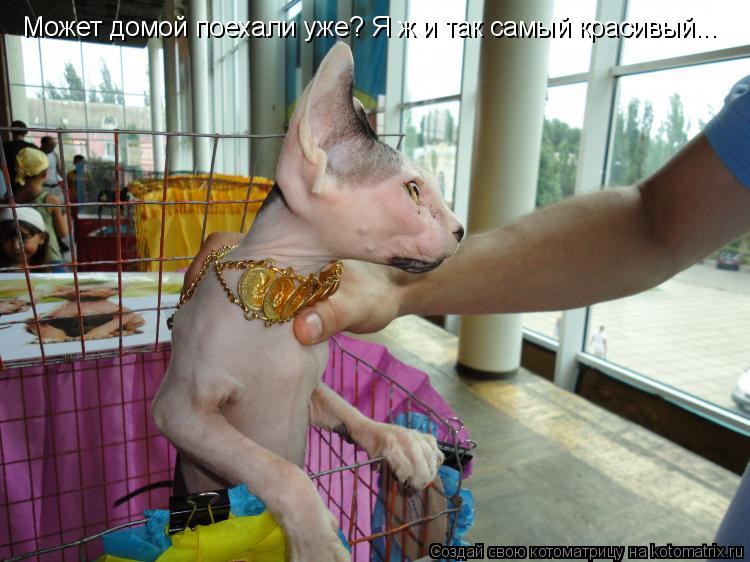 Котоматрица: Может домой поехали уже? Я ж и так самый красивый...