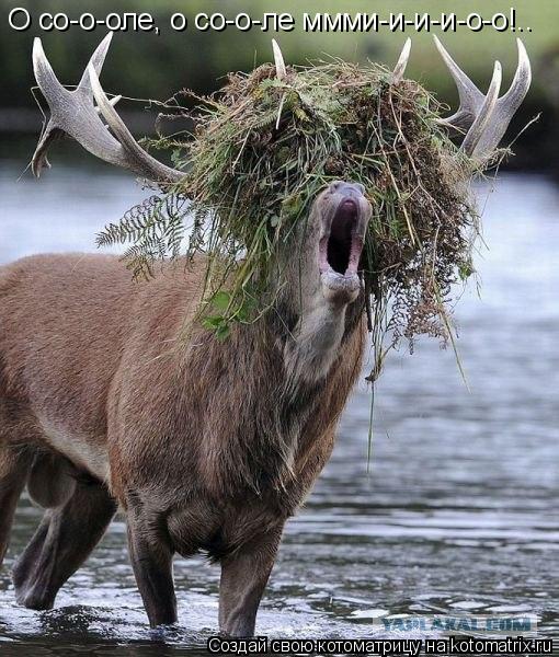 Котоматрица: О со-о-оле, о со-о-ле ммми-и-и-и-о-о!..
