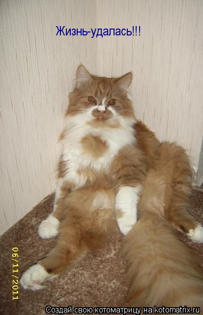 Котоматрица: Жизнь-удалась!!!