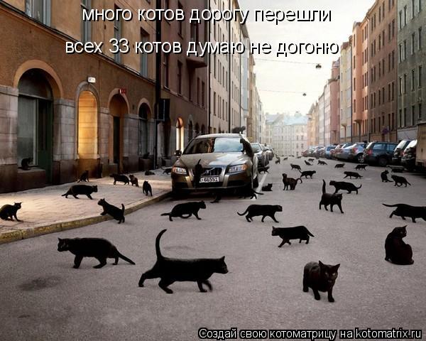 Котоматрица: много котов дорогу перешли всех 33 котов думаю не догоню