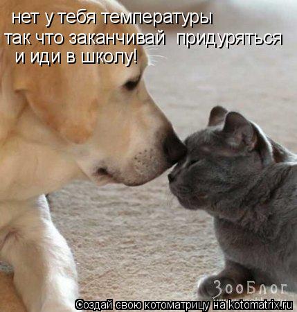 Котоматрица: нет у тебя температуры так что заканчивай  придуряться и иди в школу!