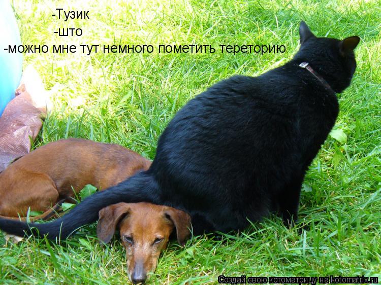Котоматрица: -Тузик -што -можно мне тут немного пометить тереторию