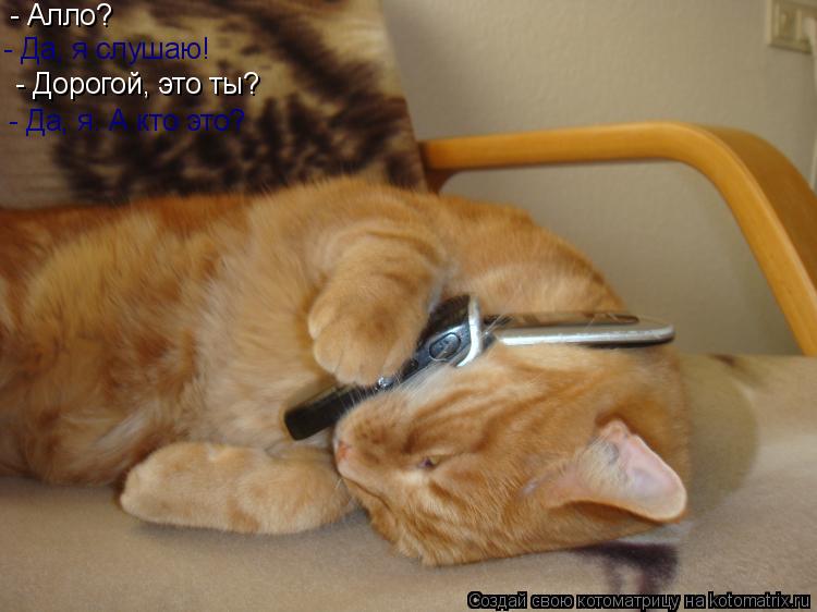 Котоматрица: - Алло? - Да, я слушаю! - Дорогой, это ты? - Да, я. А кто это?