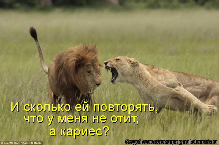 Котоматрица: И сколько ей повторять, что у меня не отит, а кариес?