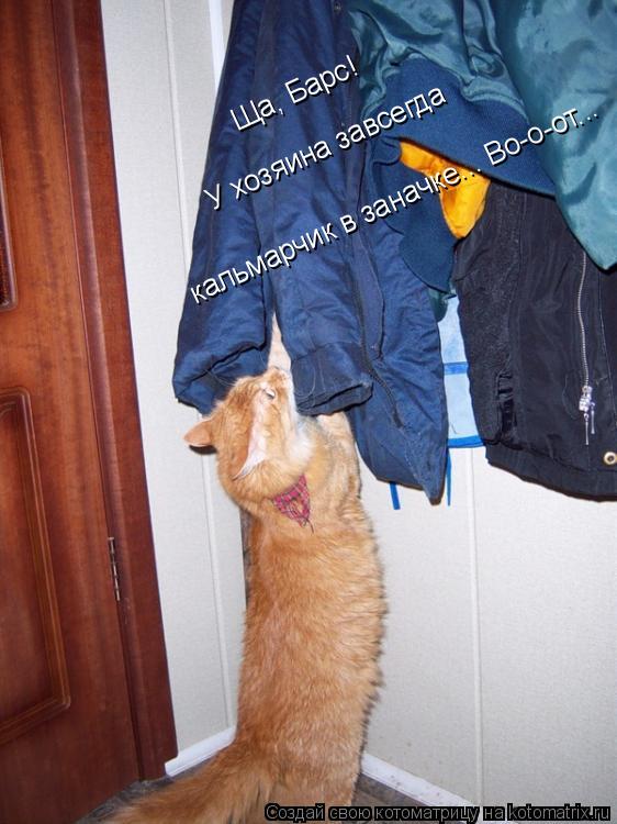 Котоматрица: Ща, Барс!  У хозяина завсегда   кальмарчик в заначке... Во-о-от...