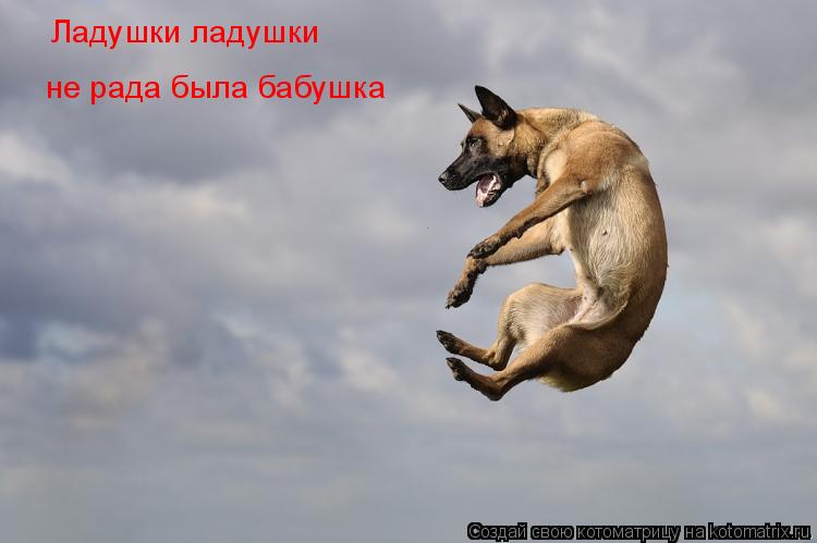 Котоматрица: Ладушки ладушки не рада была бабушка