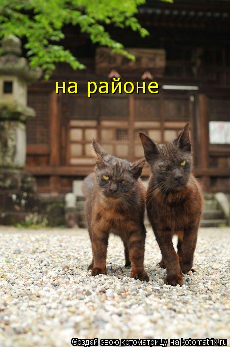 Котоматрица: на районе