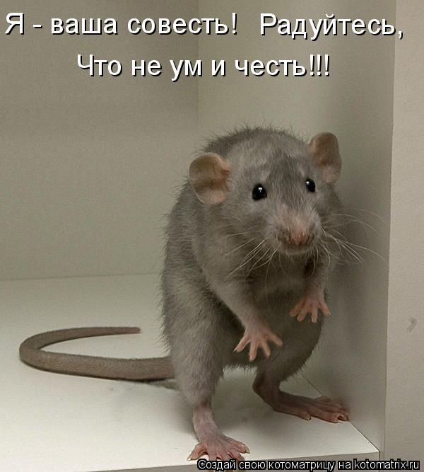 Котоматрица: Что не ум и честь!!! Я - ваша совесть!  Радуйтесь,