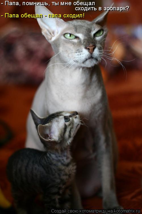 - Папа, помнишь, ты мне обещал сходить в зоопарк? - Папа обещал - папа сходил!... Котоматрица: - Папа, помнишь, ты мне обещал сходить в зоопарк? - Папа обещал - папа сходил!