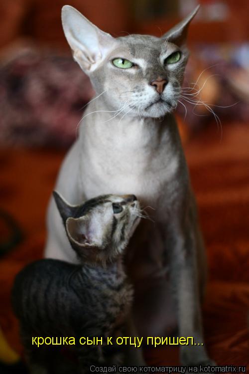 крошка сын к отцу пришел...... Котоматрица: крошка сын к отцу пришел...