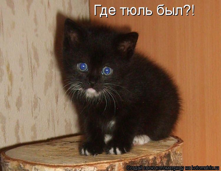 Где тюль был?!... Котоматрица: Где тюль был?!