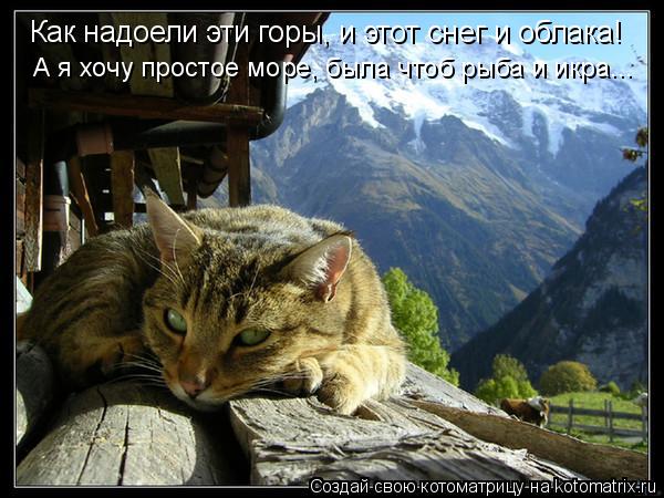 А я хочу простое море, была чтоб рыба и икра... Как надоели эти горы, и этот снег и облака!... Котоматрица: А я хочу простое море, была чтоб рыба и икра... Как надоели эти горы, и этот снег и облака!