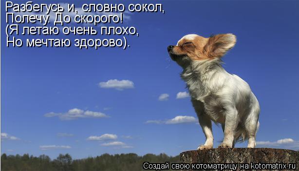 Разбегусь и, словно сокол, Полечу. До скорого! (Я летаю очень плохо, Но мечтаю здорово).... Котоматрица: Разбегусь и, словно сокол, Полечу. До скорого! (Я летаю очень плохо, Но мечтаю здорово).