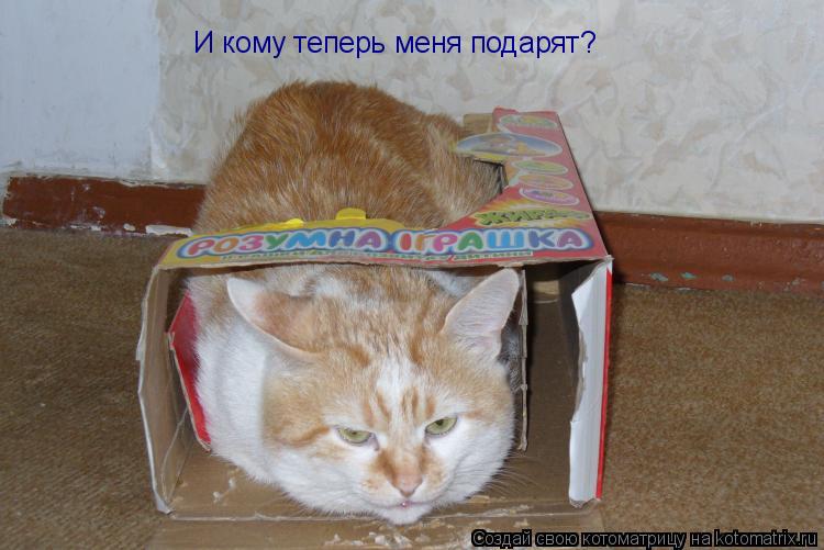 И кому теперь меня подарят?... Котоматрица: И кому теперь меня подарят?