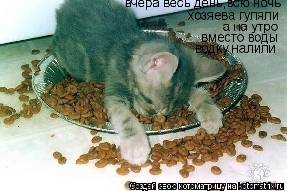 вчера весь день,всю ночь хозяева гуляли а на утро вместо воды водку налили... Котоматрица: вчера весь день,всю ночь хозяева гуляли а на утро вместо воды водку налили
