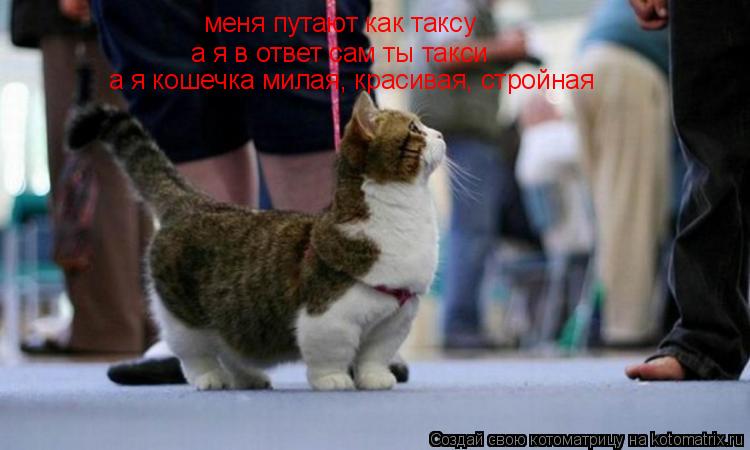 меня путают как таксу а я в ответ сам ты такси а я кошечка милая, красивая, стройная... Котоматрица: меня путают как таксу а я в ответ сам ты такси а я кошечка милая, красивая, стройная