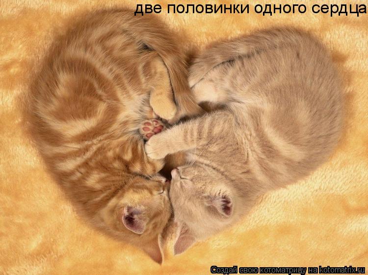 две половинки одного сердца... Котоматрица: две половинки одного сердца