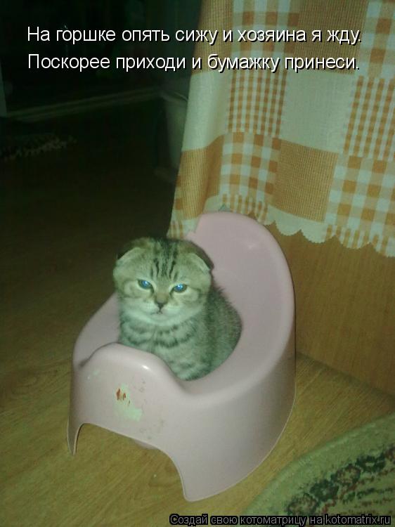 На горшке опять сижу и хозяина я жду. Поскарея приходи и бумажку принеси! На горшке опять сижу и хозя... Котоматрица: На горшке опять сижу и хозяина я жду. Поскарея приходи и бумажку принеси! На горшке опять сижу и хозяина я жду. Поскорее приходи и бумажку пр