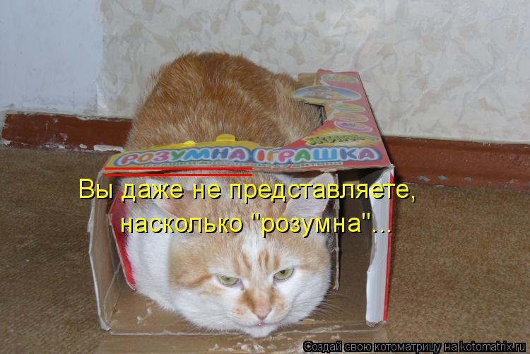 Вы даже не представляете, насколько "розумна"... __________ __________... Котоматрица: Вы даже не представляете, насколько "розумна"... __________ __________