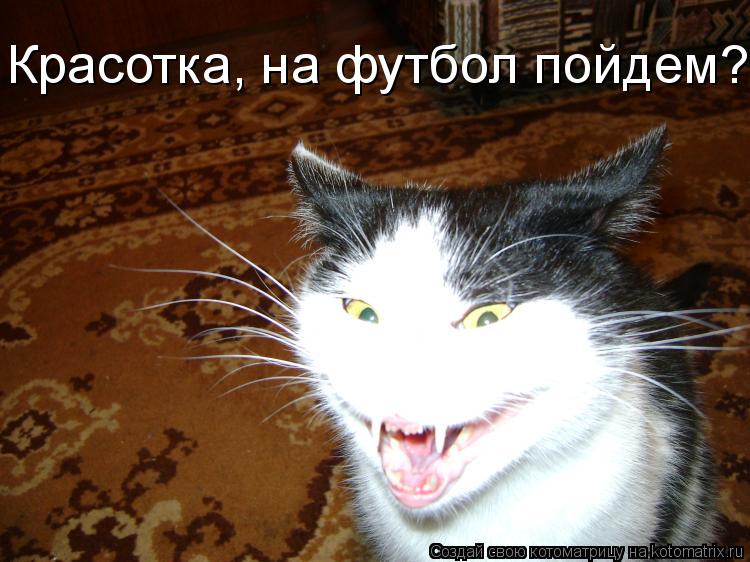 Красотка, на футбол пойдем???... Котоматрица: Красотка, на футбол пойдем???