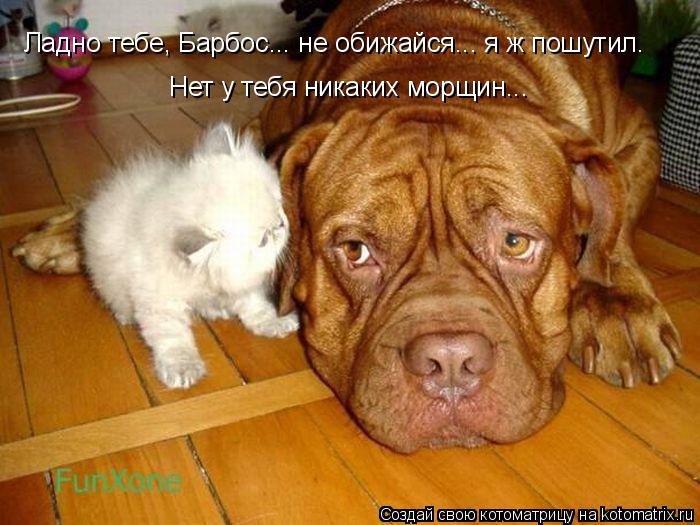 Ладно тебе, Барбос... не обижайся... я ж пошутил. Нет у тебя никаких морщин...... Котоматрица: Ладно тебе, Барбос... не обижайся... я ж пошутил. Нет у тебя никаких морщин...