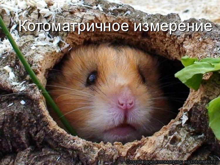 Котоматричное измерение... Котоматрица: Котоматричное измерение