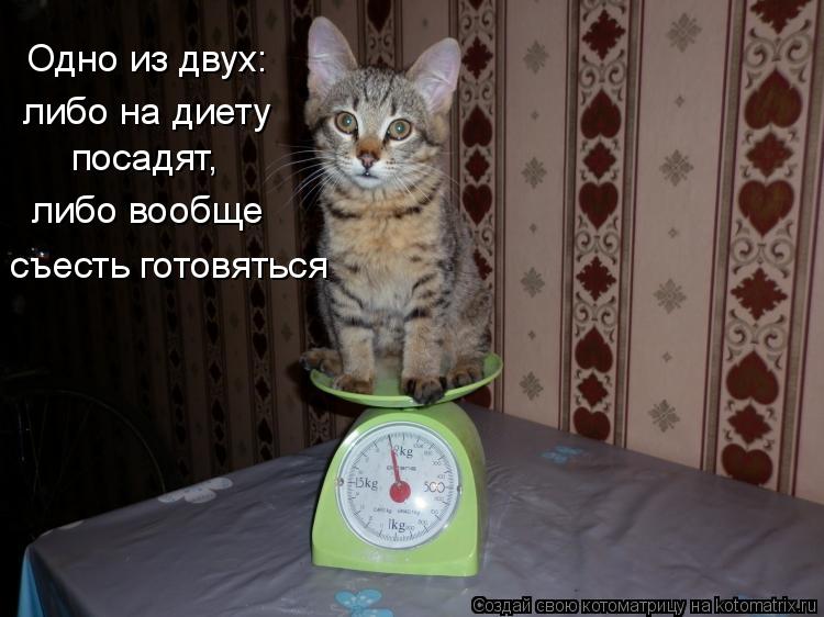 Одно из двух: либо на диету посадят, либо вообще съесть готовяться... Котоматрица: Одно из двух: либо на диету посадят, либо вообще съесть готовяться