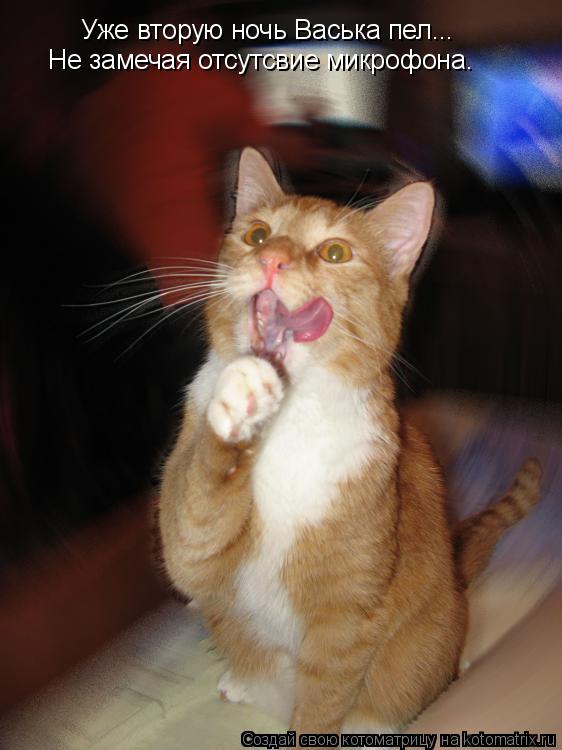 Уже вторую ночь Васька пел... Не замечая отсутсвие микрофона.... Котоматрица: Уже вторую ночь Васька пел... Не замечая отсутсвие микрофона.