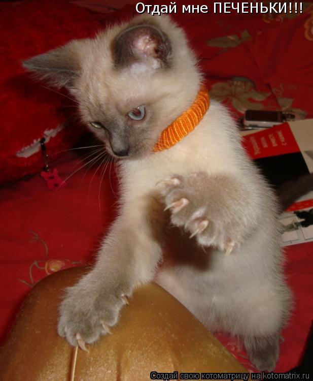 Отдай мне ПЕЧЕНЬКИ!!!... Котоматрица: Отдай мне ПЕЧЕНЬКИ!!!