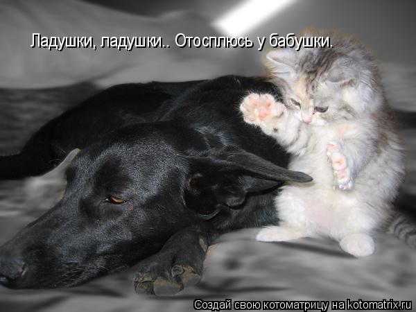 Ладушки, ладушки.. Отосплюсь у бабушки.... Котоматрица: Ладушки, ладушки.. Отосплюсь у бабушки.