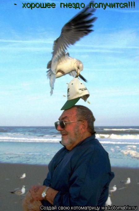 хорошее гнездо получится!!! -... Котоматрица: хорошее гнездо получится!!! -