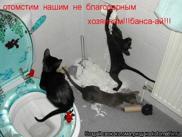 отомстим нашим не благодарным хозяинам!!!банса-ай!!!... Котоматрица: отомстим нашим не благодарным хозяинам!!!банса-ай!!!